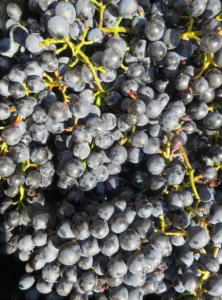 vendanges4